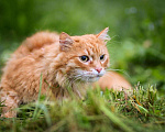 Кошки в Троицке: Шикарный рыжий кот на счастье Мальчик, 10 руб. - фото 3