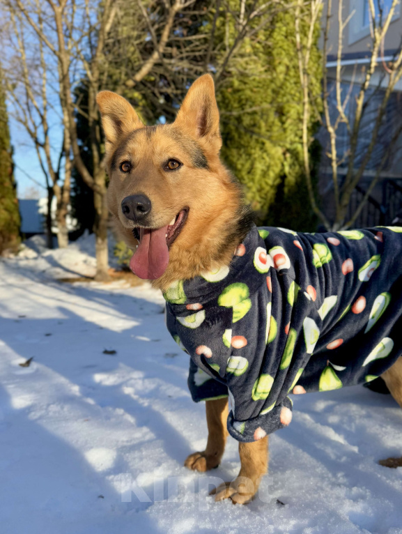 Собаки в других городах Московской области: Рыжий пес Хенк ищет дом! Мальчик, Бесплатно - фото 8