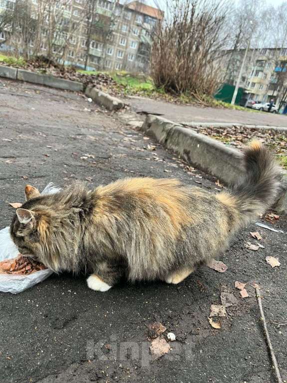 Кошки в Коломне: НАШЛИ КОШКУ ТРЕХЦВЕТНУЮ Девочка, Бесплатно - фото 4