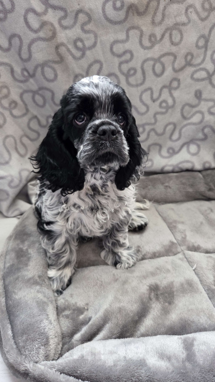 Собаки в Новороссийске: Кокер спаниель щенок Девочка, 55 000 руб. - фото 1