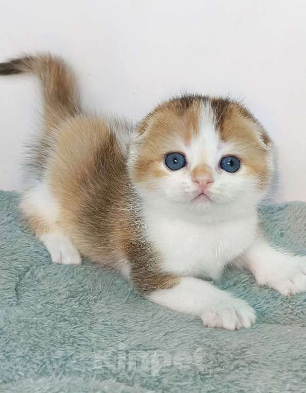 Кошки в Москве: Гаëн Девочка, 40 000 руб. - фото 4