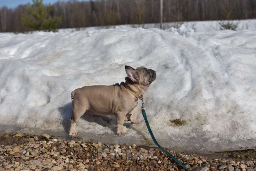 Собаки в Москве: Мальчик палевоголубой Мальчик, 35 000 руб. - фото 7