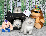 Кошки в Москве: Невские маскарадные котята Мальчик, Бесплатно - фото 3