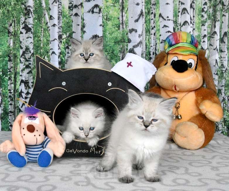 Кошки в Москве: Невские маскарадные котята Мальчик, 45 000 руб. - фото 3