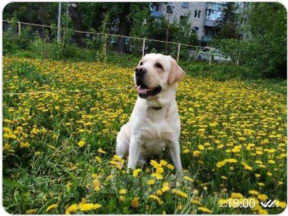 Собаки в Пензе: Вязка с шикарным лабрадором, Бесплатно - фото 1
