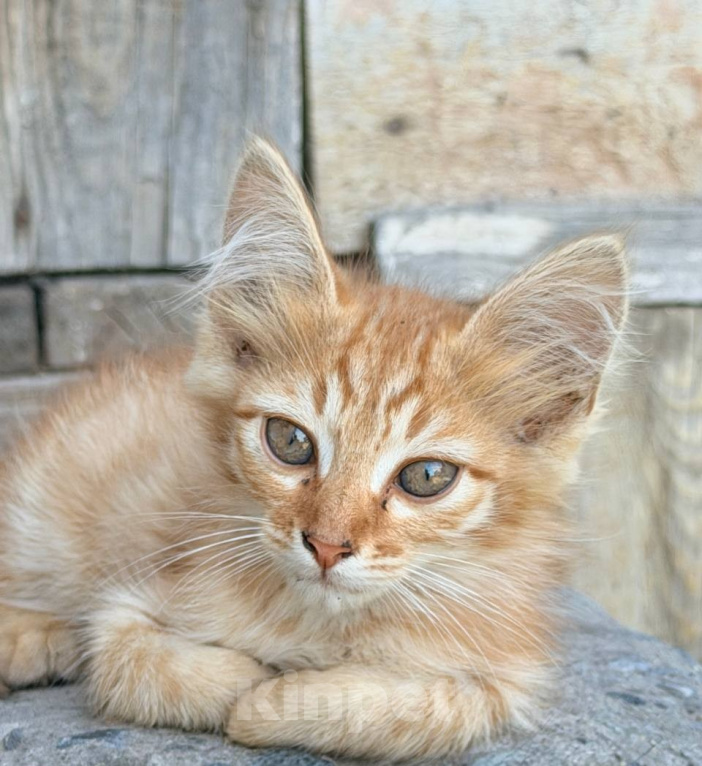 Кошки в Астрахани: Дворовая кошка родила котят Мальчик, Бесплатно - фото 4