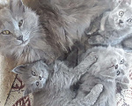 Кошки в Оренбурге: Котята "мышеловки Мурки" Мальчик, Бесплатно - фото 2