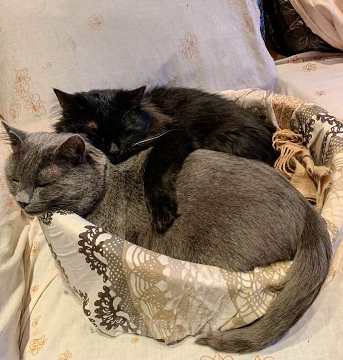 Кошки в Москве: Кот русской голубой породы ласковый Серый ищет дом Мальчик, 1 руб. - фото 3