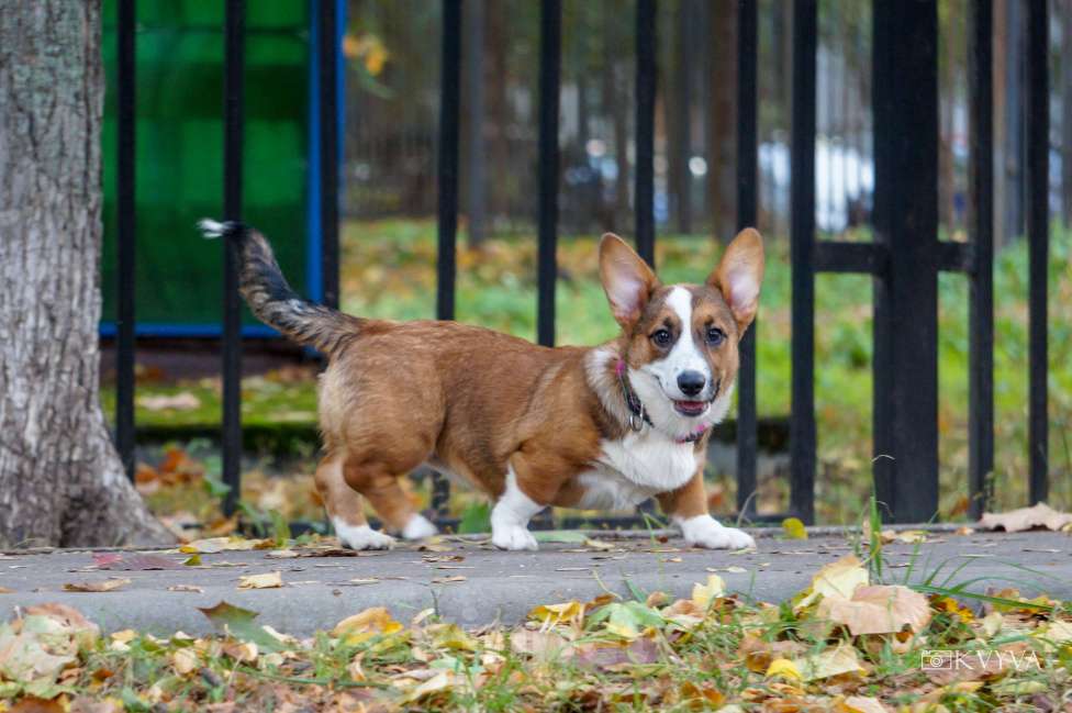 Собаки в Москве: Кнопка Девочка, 50 000 руб. - фото 1