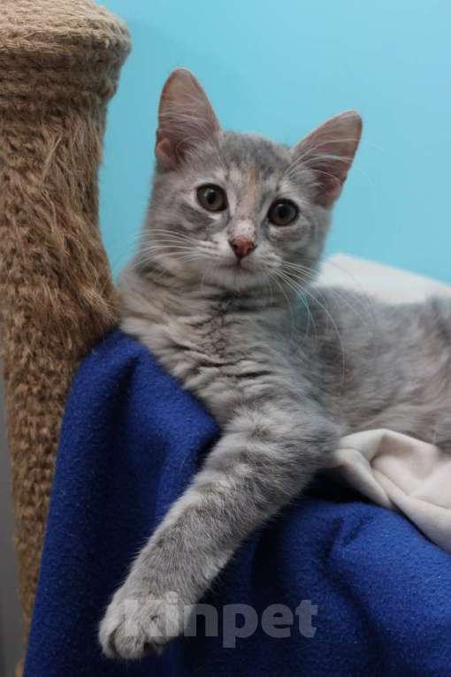 Кошки в Москве: Прелестная малышка Славушка! Котенок в добрые руки Девочка, Бесплатно - фото 6