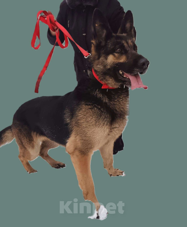 Собаки в Ореховом-Зуево: РОКСИ -метис овчара (сука) 2года, девочка  Девочка, Бесплатно - фото 6