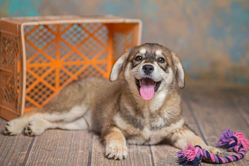 Собаки в Москве: Щенки от лабрадора и хаски в добрые руки Мальчик, Бесплатно - фото 4