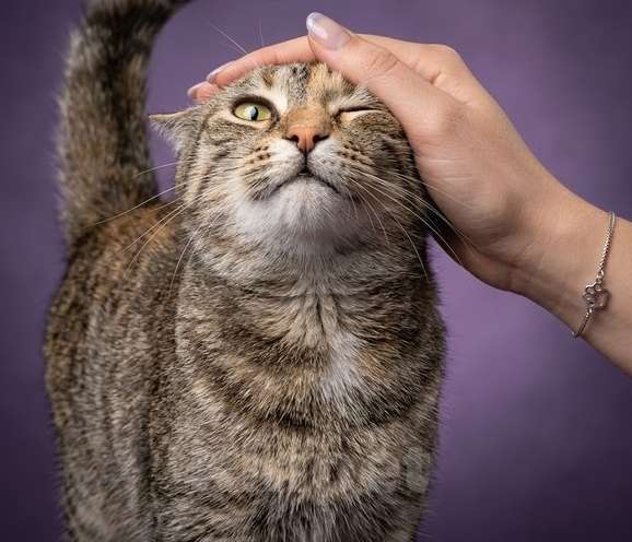 Кошки в Санкт-Петербурге: молодай кошка. очень ласковая. привита и кастрирована. Девочка, Бесплатно - фото 1