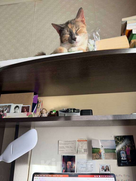 Кошки в Москве: Кошечка ищет любящий дом Девочка, Бесплатно - фото 2