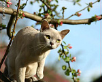 Кошки в Москве: Бурманская кошка Девочка, Бесплатно - фото 2
