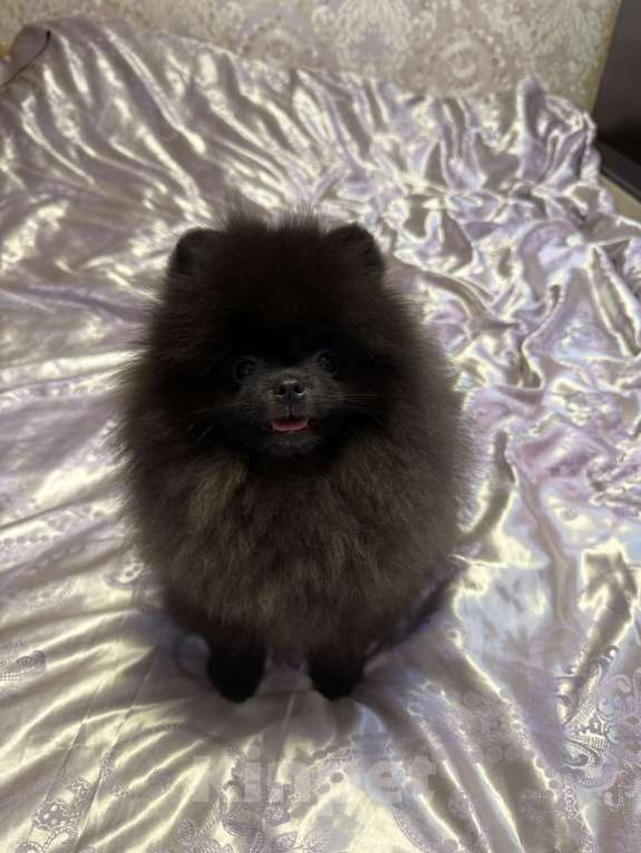 Собаки в Москве: Щенки померанский шпиц, кобель, черный Мальчик, 70 000 руб. - фото 6