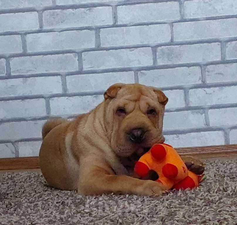 Собаки в Москве: Шарпейная плюша Девочка, 30 000 руб. - фото 3