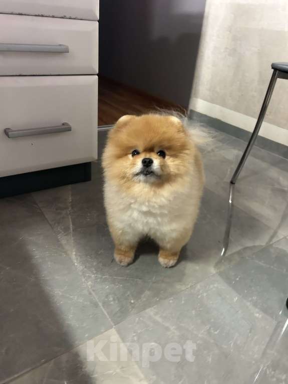 Собаки в Москве: Померанский мини шпиц, взрослый кабель готов для вязки  Мальчик, 6 000 руб. - фото 3