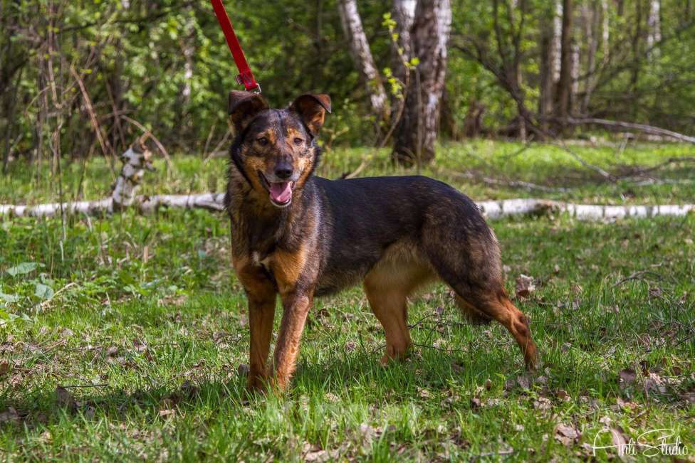 Собаки в Москве: Зита Девочка, Бесплатно - фото 2