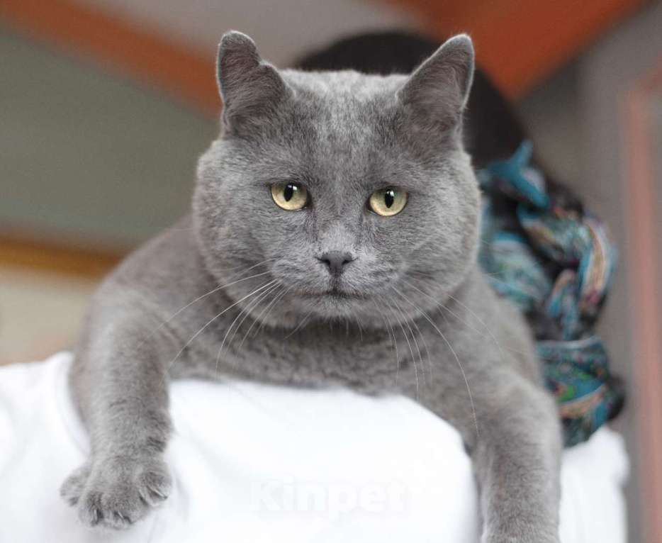 Кошки в Москве: Серебряный очень крупный кот Плюшик ищет дом Мальчик, 1 руб. - фото 5