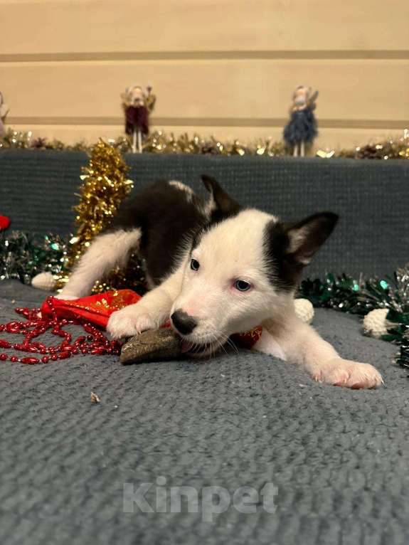 Собаки в Лосином-Петровском: Орфей якутята ппбж Мальчик, Бесплатно - фото 6