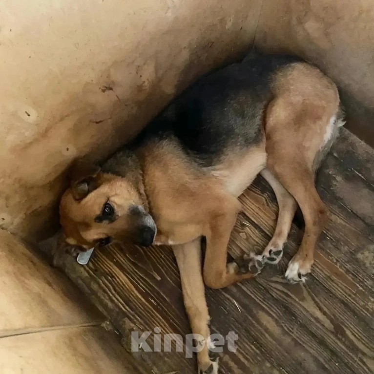 Собаки в Москве: Тучка сидит в клетке приюта и уже не надеется на чудо Девочка, Бесплатно - фото 3