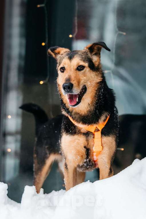 Собаки в Москве: Шабака ищет дом Мальчик, Бесплатно - фото 1