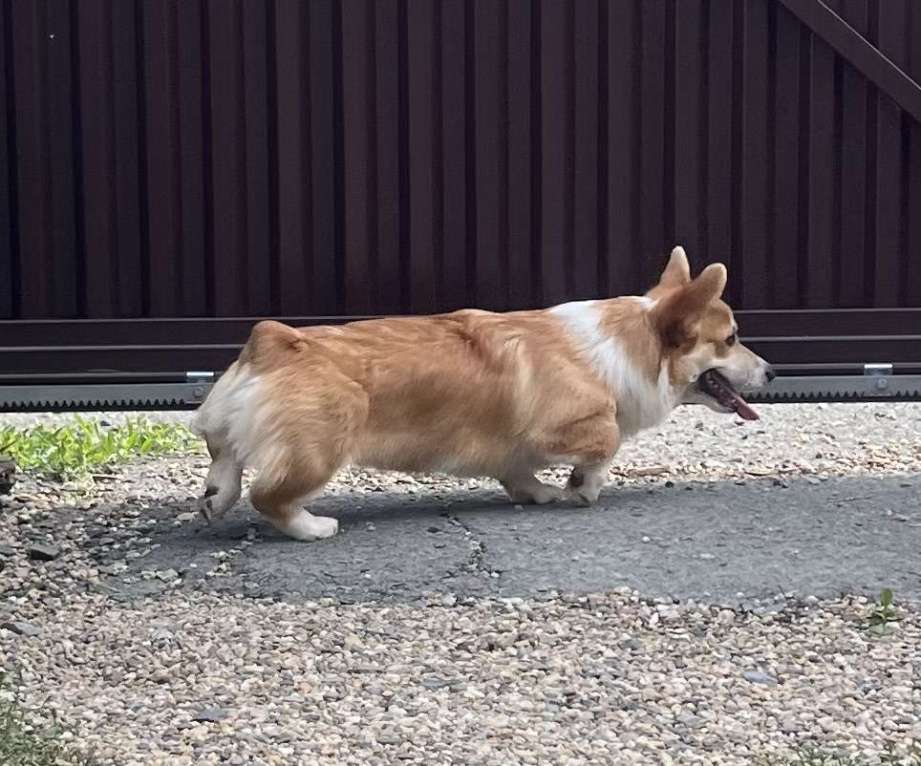 Собаки в Новосибирске: Щенок Вельш корги пемброк  Мальчик, 50 000 руб. - фото 9