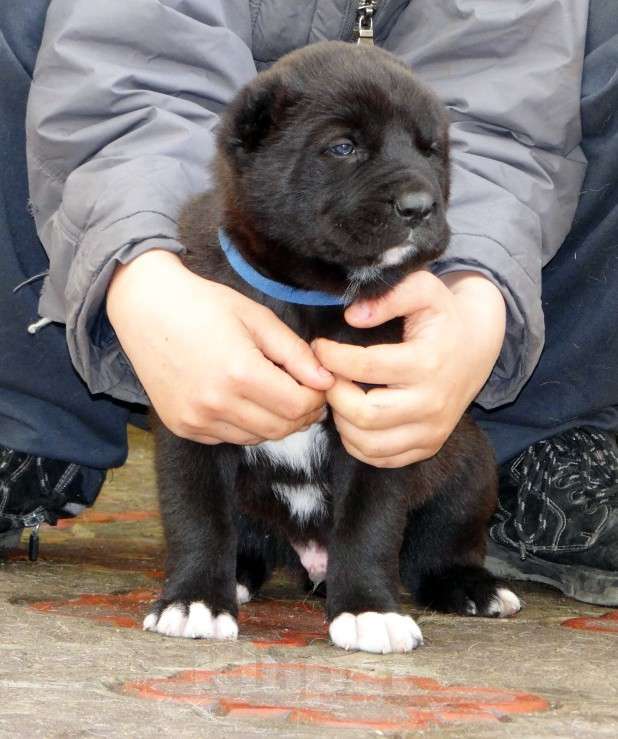 Собаки в Екатеринбурге: Щенок среднеазиатской овчарки (алабай) Мальчик, 50 000 руб. - фото 6