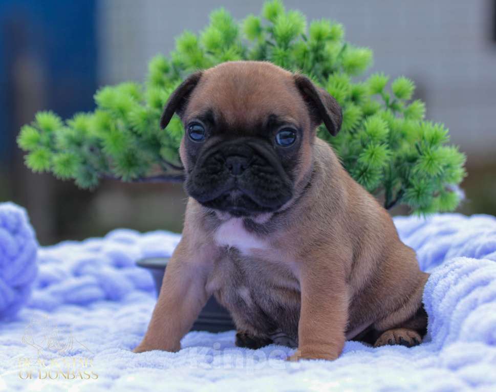 Собаки в Ртищево: Щенки французского бульдога Девочка, 100 000 руб. - фото 2
