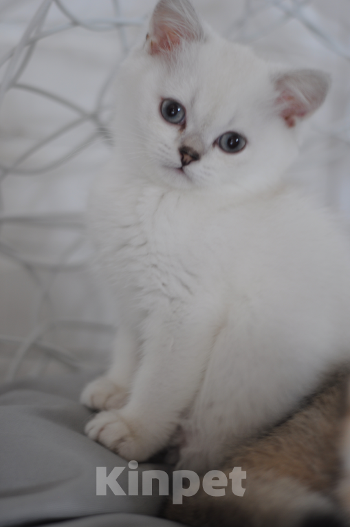 Кошки в Бахчисарае: Шотландский котенок Мальчик, 55 000 руб. - фото 2