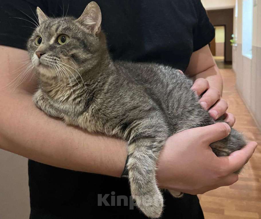 Кошки в Москве: Князь Серебряный — котик Кисыч ищет дом Мальчик, 1 руб. - фото 5