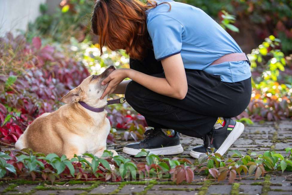 Собаки в Москве: Домашняя собака в поисках своей семьи Девочка, Бесплатно - фото 9