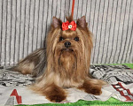Собаки в Москве: Йорк мальчик, взрослый. Мальчик, Бесплатно - фото 1