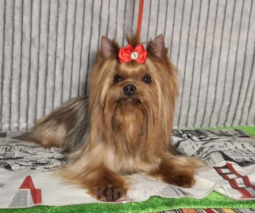 Собаки в Москве: Йорк мальчик, взрослый. Мальчик, Бесплатно - фото 1