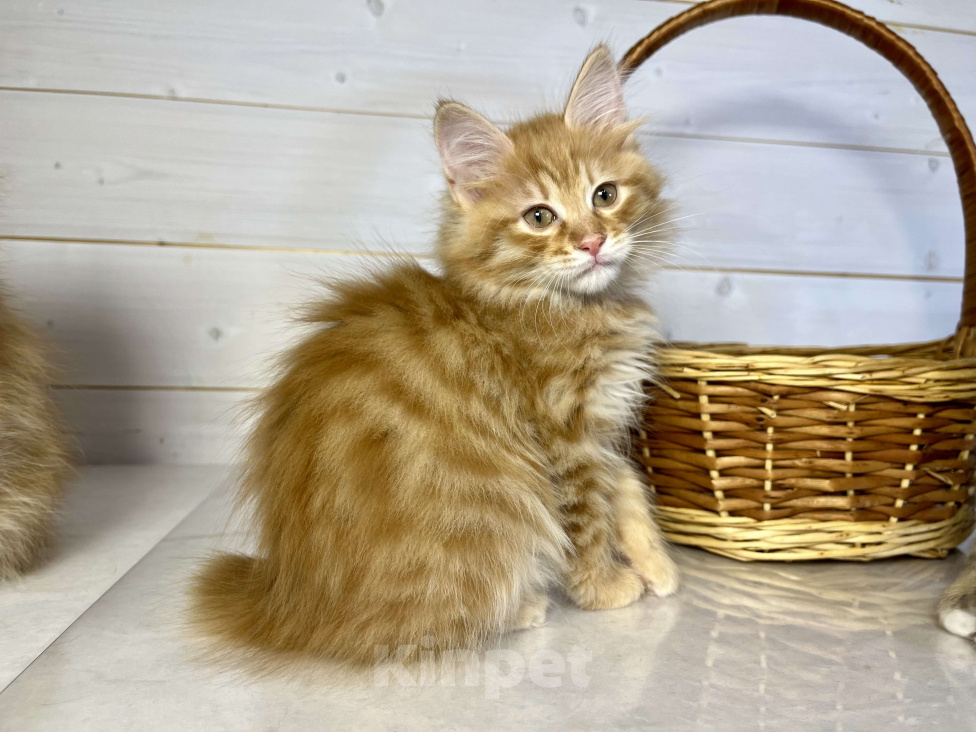 Кошки в других городах Московской области: Prize of Rufus Vallis Мальчик, 50 000 руб. - фото 1