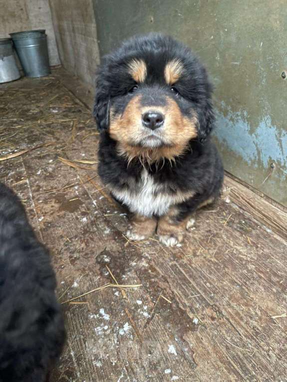 Собаки в Москве: Щенки банхара Мальчик, Бесплатно - фото 2