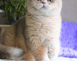 Кошки в Москве: Британский мальчик голубая золотая шиншилла Мальчик, 45 000 руб. - фото 2