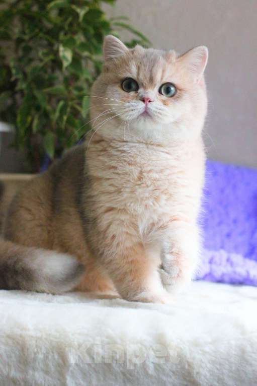 Кошки в Москве: Британский мальчик голубая золотая шиншилла Мальчик, 45 000 руб. - фото 2
