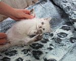 Кошки в Красноярске: Отдам котёнка в добрые руки Девочка, Бесплатно - фото 3