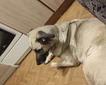 Собаки в Санкт-Петербурге: Отдам в добрые руки  Девочка, Бесплатно - фото 3