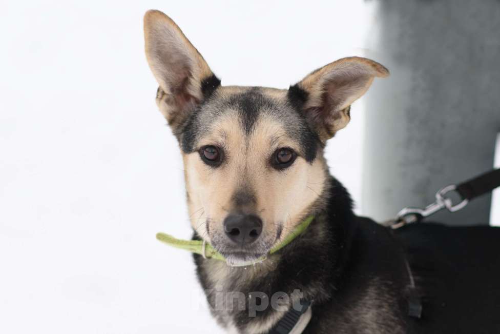 Собаки в Москве: Гуччи Мальчик, Бесплатно - фото 4