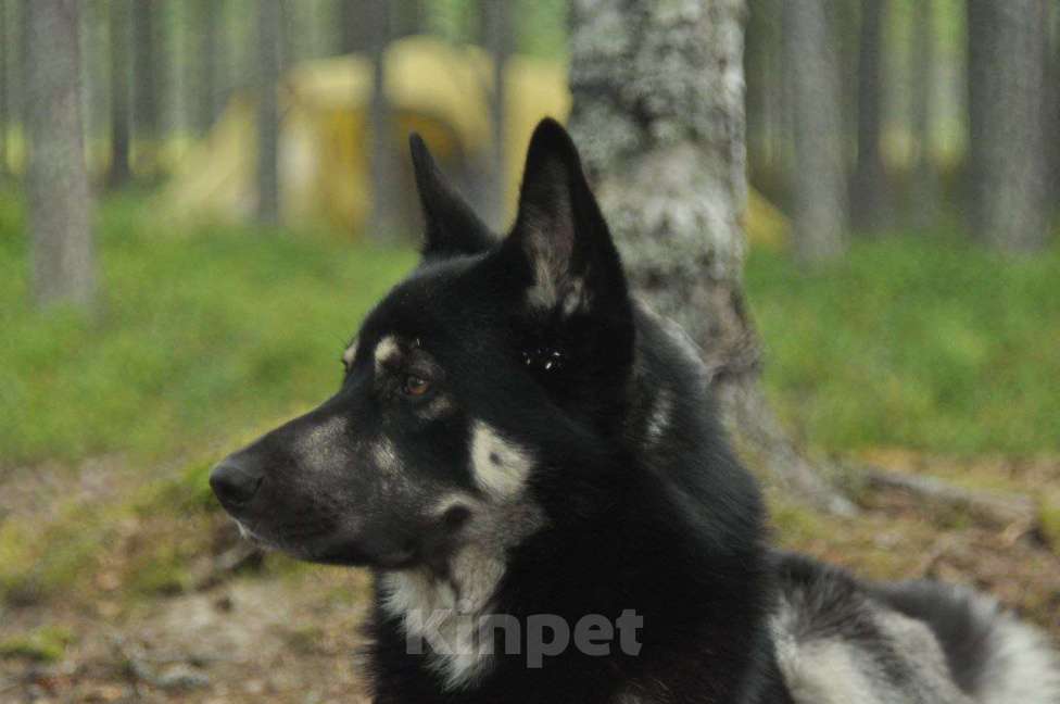 Собаки в Москве: Ищем новую семью для Балу! Мальчик, Бесплатно - фото 2