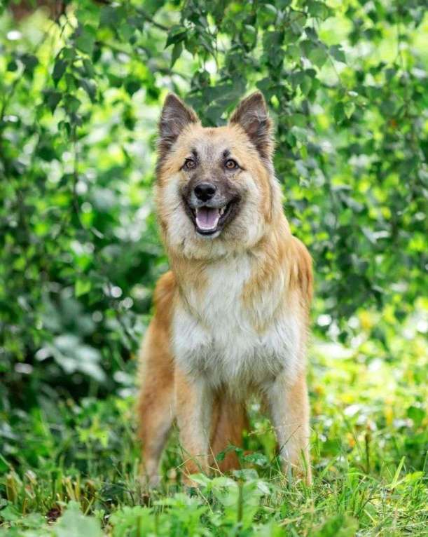 Собаки в Москве: Рыжий пес-подросток в добрые руки! Мальчик, Бесплатно - фото 2