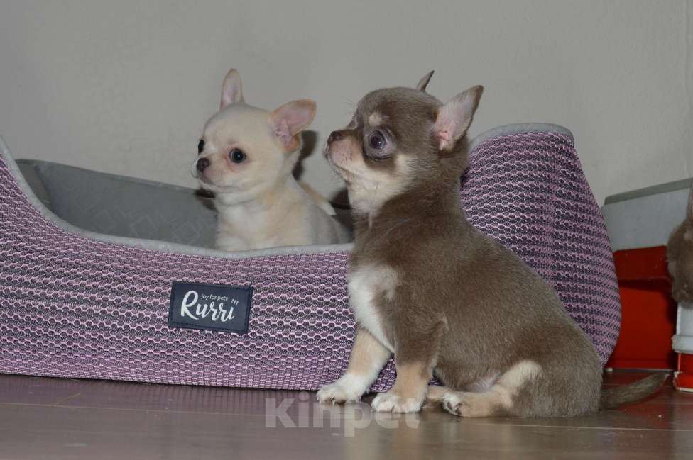 Собаки в Москве: Лиловая породная девочка чихуа Девочка, 65 000 руб. - фото 2