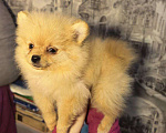 Собаки в Санкт-Петербурге: Щенок померанского шпица Девочка, 30 000 руб. - фото 1