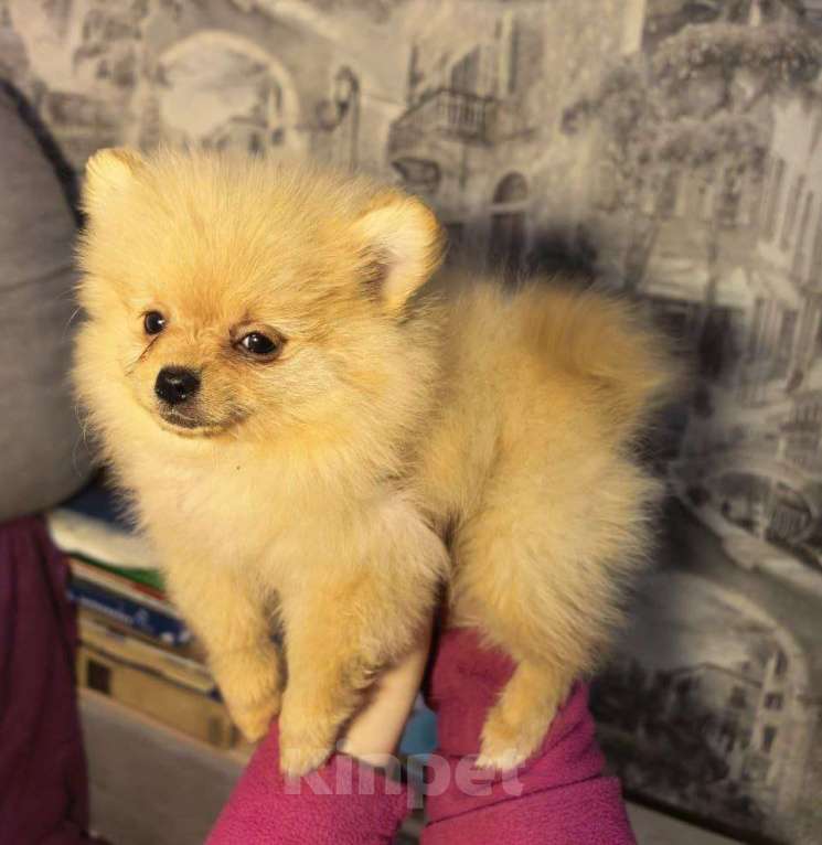 Собаки в Санкт-Петербурге: Щенок померанского шпица Девочка, 30 000 руб. - фото 1
