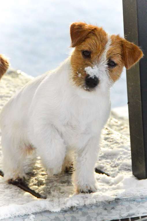 Собаки в Москве: Миниатюрная девочка Джек Рассел терьера  Девочка, 45 000 руб. - фото 6