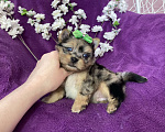 Собаки в Москве: Голубоглазый йорк мальчик мраморный Мальчик, 120 000 руб. - фото 3