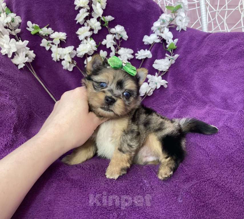 Собаки в Москве: Голубоглазый йорк мальчик мраморный Мальчик, 120 000 руб. - фото 3